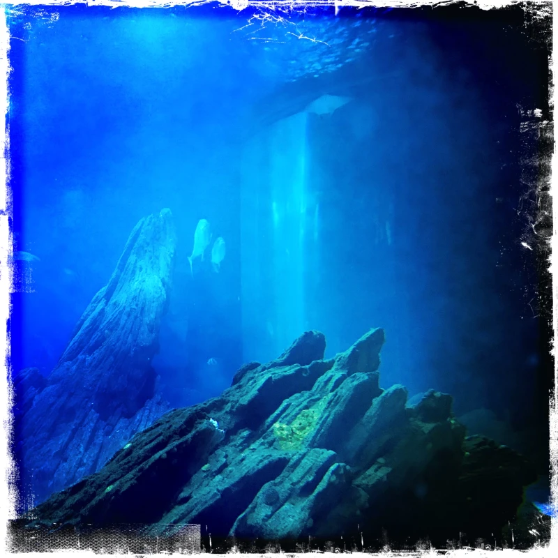 Underwater love