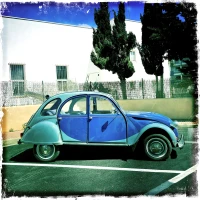 Blue Duck